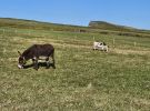 PICTURES/Ring of Kerry - Cahergall, Ballycarbery Castle & Kerry Cliff/t_20250928_101805.jpg